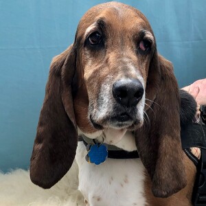 Fundraising Page: Ben Sosnow